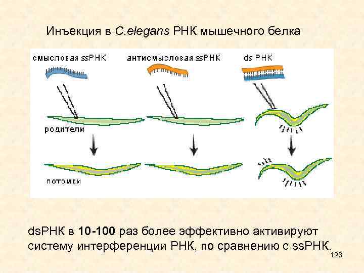 Инъекция в C. elegans РНК мышечного белка ds. РНК в 10 -100 раз более