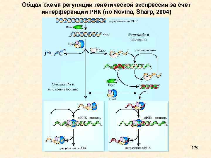 Общая схема регуляции генетической экспрессии за счет интерференции РНК (по Novina, Sharp, 2004) 126