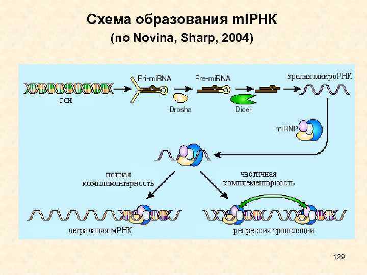 Схема образования mi. РНК (по Novina, Sharp, 2004) 129 