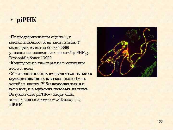  • pi. РНК • По предварительным оценкам, у млекопитающих сотни тысяч видов. У