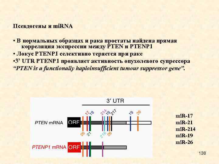 Псевдогены и mi. RNA • В нормальных образцах и рака простаты найдена прямая корреляция