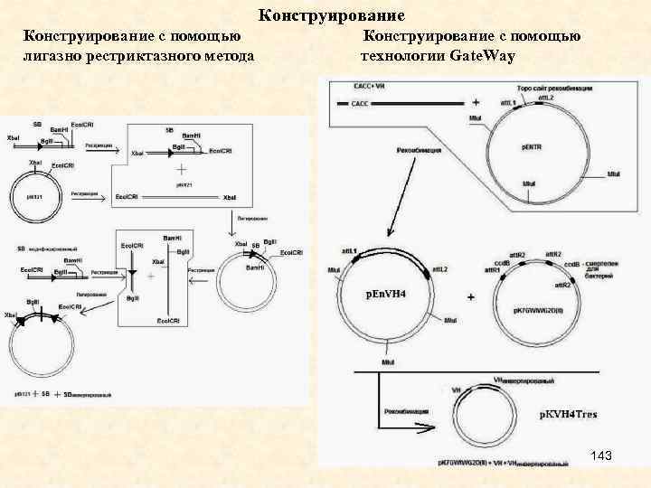 Конструирование с помощью Конструирование с помощью лигазно рестриктазного метода технологии Gate. Way 143 