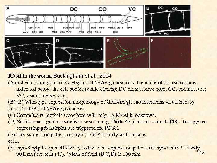 RNAi in the worm. Buckingham et al. , 2004 (A) Schematic diagram of C.