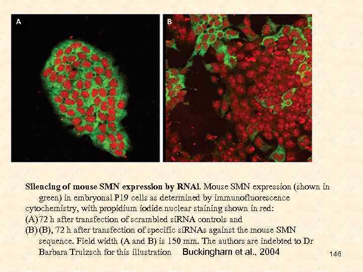 Silencing of mouse SMN expression by RNAi. Mouse SMN expression (shown in green) in