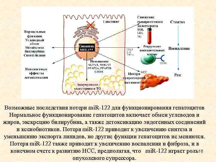 Возможные последствия потери mi. R-122 для функционирования гепатоцитов Нормальное функционирование гепатоцитов включает обмен углеводов