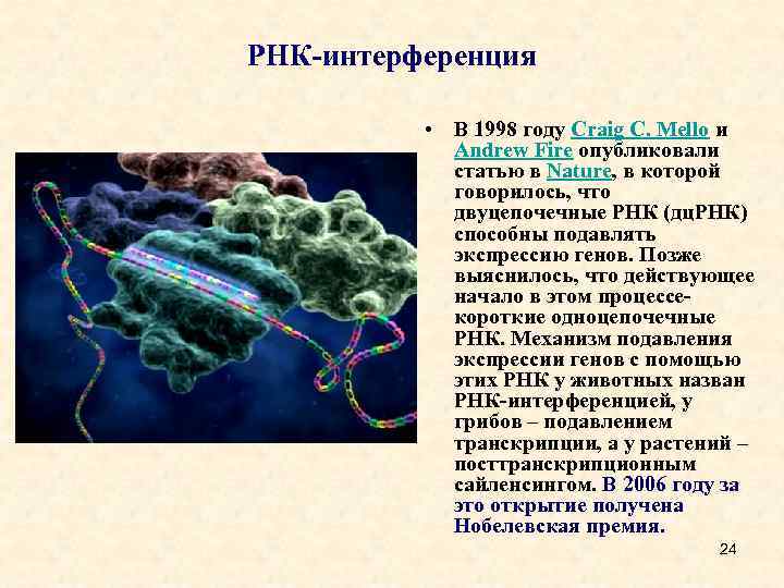 РНК-интерференция • В 1998 году Craig C. Mello и Andrew Fire опубликовали статью в