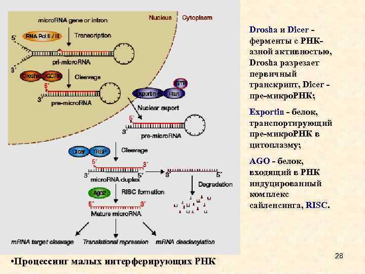 Drosha и Dicer - ферменты с РНКазной активностью, Drosha разрезает первичный транскрипт, Dicer -