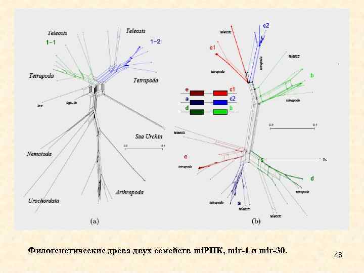 Филогенетические древа двух семейств mi. РНК, mir-1 и mir-30. 48 
