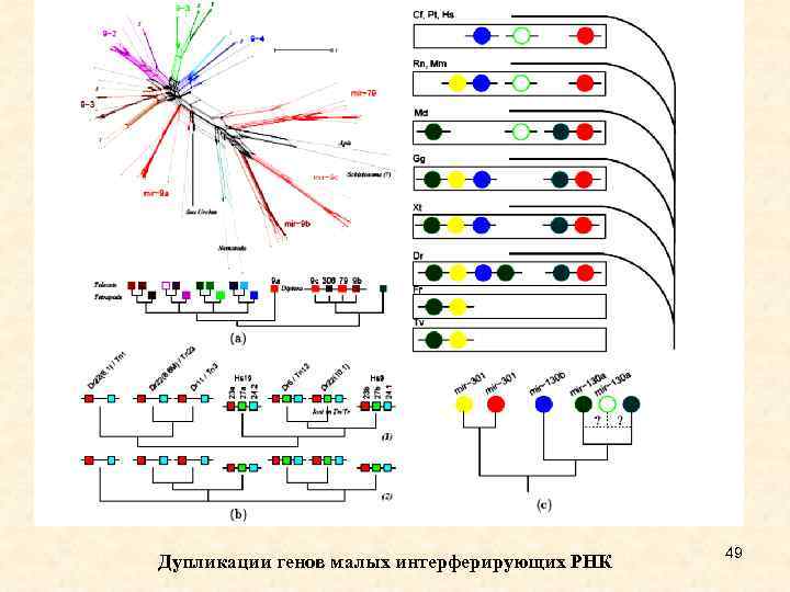 Дупликации генов малых интерферирующих РНК 49 