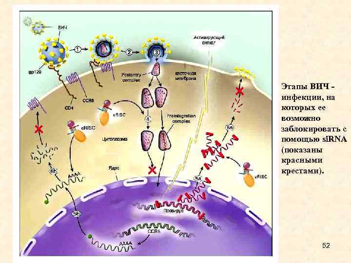 Этапы ВИЧ - инфекции, на которых ее возможно заблокировать с помощью si. RNA (показаны