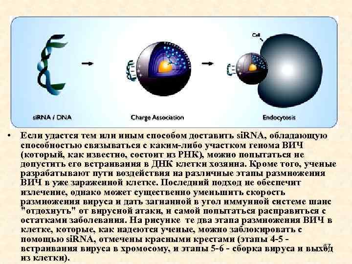  • Если удастся тем или иным способом доставить si. RNA, обладающую способностью связываться