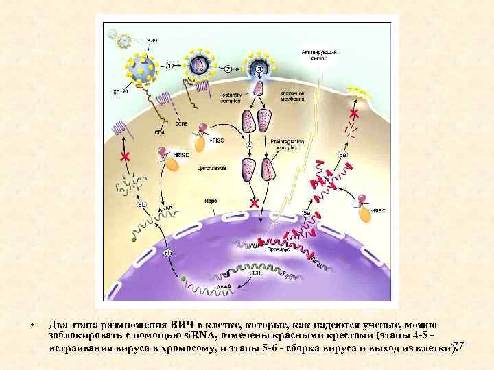  • Два этапа размножения ВИЧ в клетке, которые, как надеются ученые, можно заблокировать
