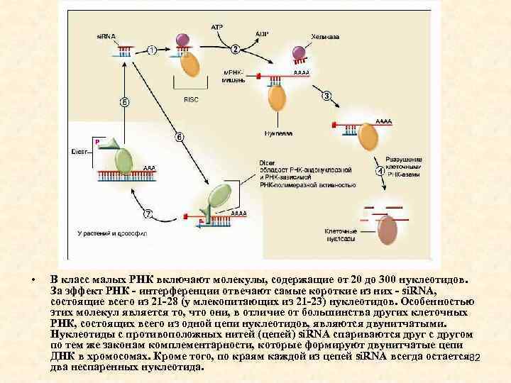  • В класс малых РНК включают молекулы, содержащие от 20 до 300 нуклеотидов.