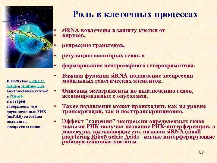 Роль в клеточных процессах • si. RNA вовлечены в защиту клетки от • вирусов,