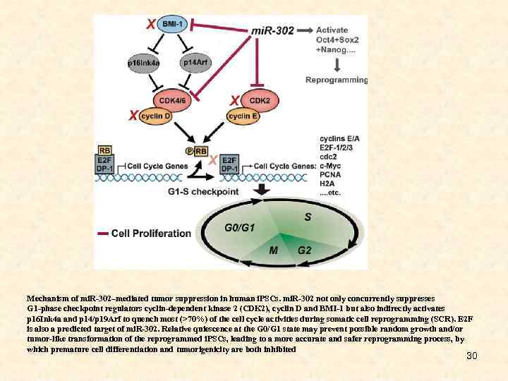 Mechanism of mi. R-302–mediated tumor suppression in human i. PSCs. mi. R-302 not only