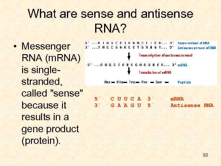 What are sense and antisense RNA? • Messenger RNA (m. RNA) is singlestranded, called