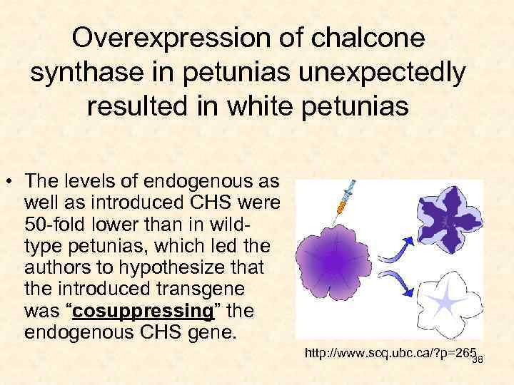 Overexpression of chalcone synthase in petunias unexpectedly resulted in white petunias • The levels