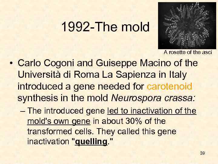 1992 -The mold A rosette of the asci • Carlo Cogoni and Guiseppe Macino