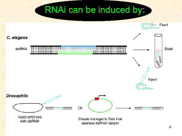 RNAi can be induced by: 4 