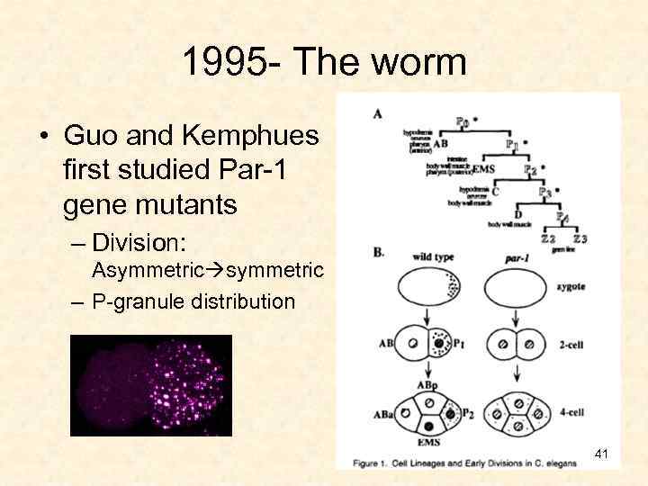 1995 - The worm • Guo and Kemphues first studied Par-1 gene mutants –