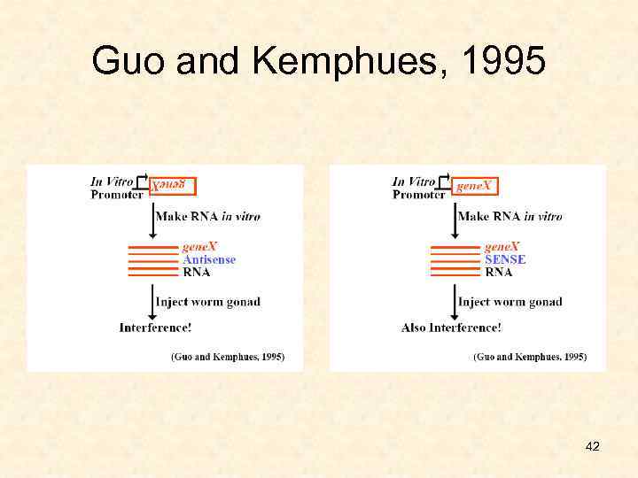 Guo and Kemphues, 1995 42 