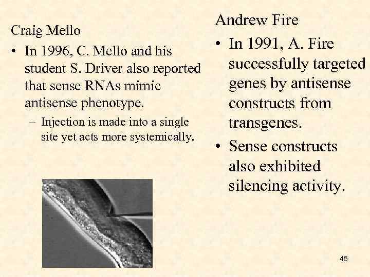 Andrew Fire Craig Mello • In 1991, A. Fire • In 1996, C. Mello