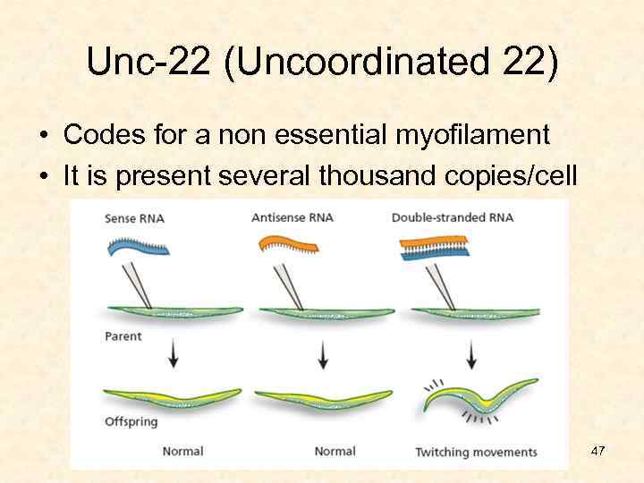 Unc-22 (Uncoordinated 22) • Codes for a non essential myofilament • It is present