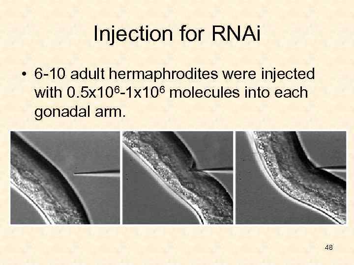 Injection for RNAi • 6 -10 adult hermaphrodites were injected with 0. 5 x