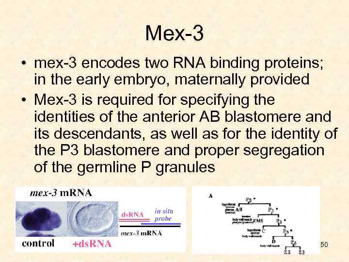 Mex-3 • mex-3 encodes two RNA binding proteins; in the early embryo, maternally provided