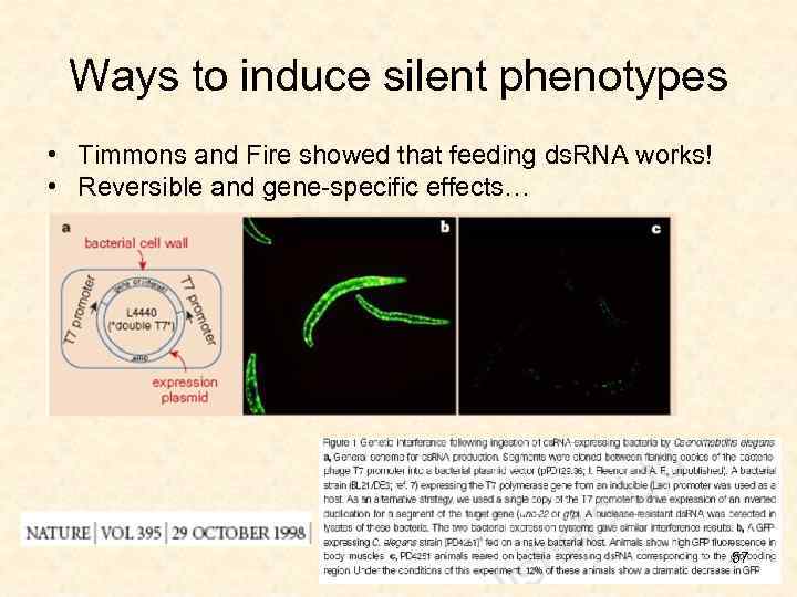 Ways to induce silent phenotypes • Timmons and Fire showed that feeding ds. RNA
