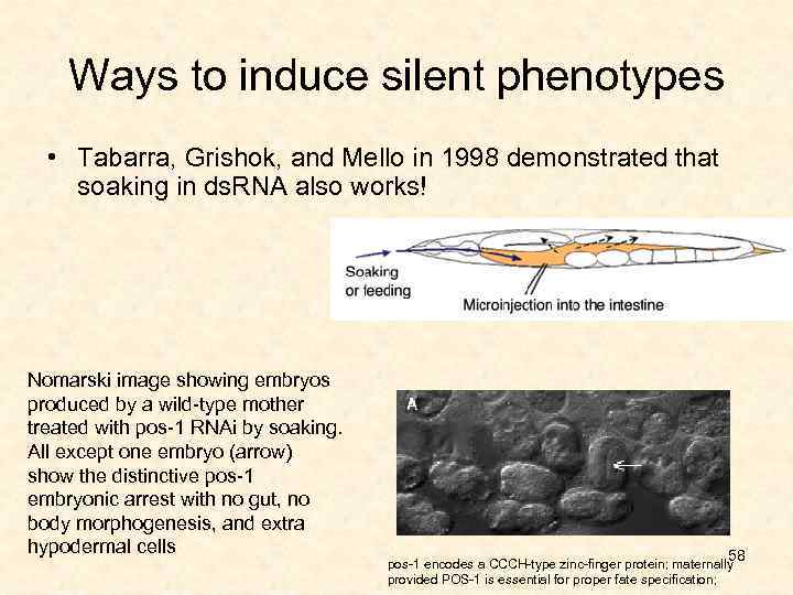 Ways to induce silent phenotypes • Tabarra, Grishok, and Mello in 1998 demonstrated that