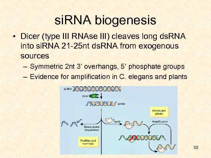 si. RNA biogenesis • Dicer (type III RNAse III) cleaves long ds. RNA into