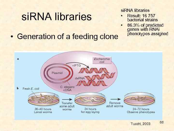 si. RNA libraries • Generation of a feeding clone si. RNA libraries • Result: