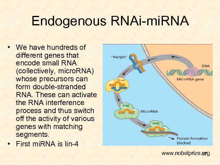 Endogenous RNAi-mi. RNA • We have hundreds of different genes that encode small RNA