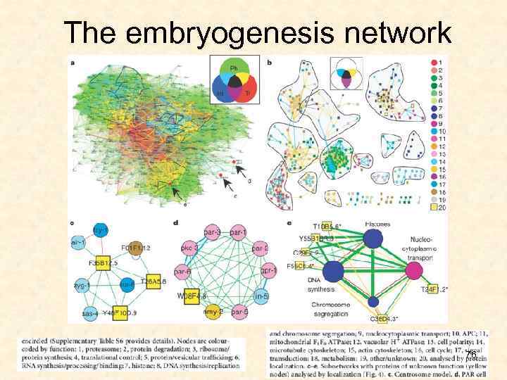 The embryogenesis network 76 