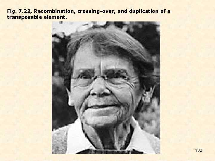 Fig. 7. 22, Recombination, crossing-over, and duplication of a transposable element. 100 