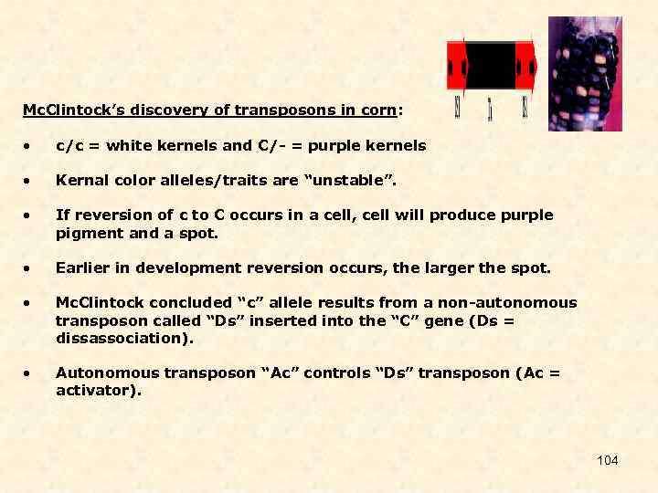 Mc. Clintock’s discovery of transposons in corn: • c/c = white kernels and C/-