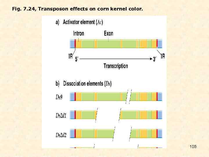 Fig. 7. 24, Transposon effects on corn kernel color. 105 