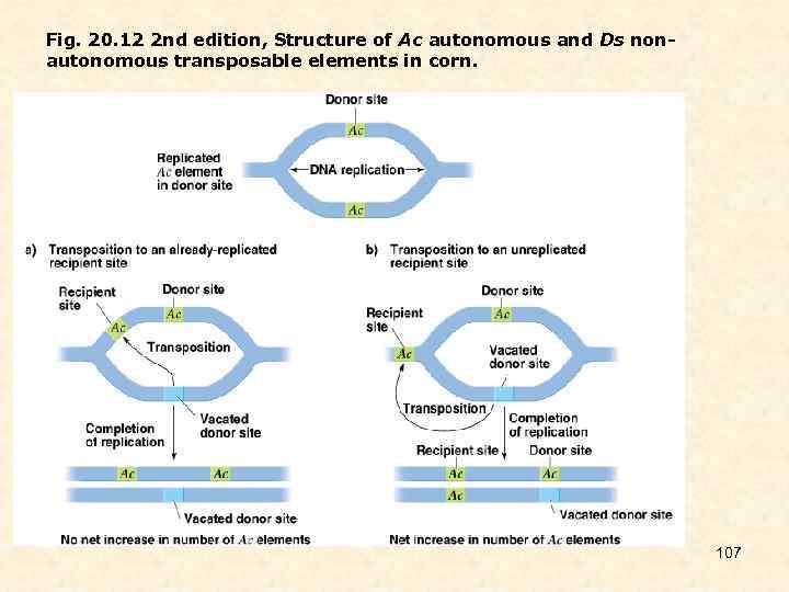 Fig. 20. 12 2 nd edition, Structure of Ac autonomous and Ds nonautonomous transposable