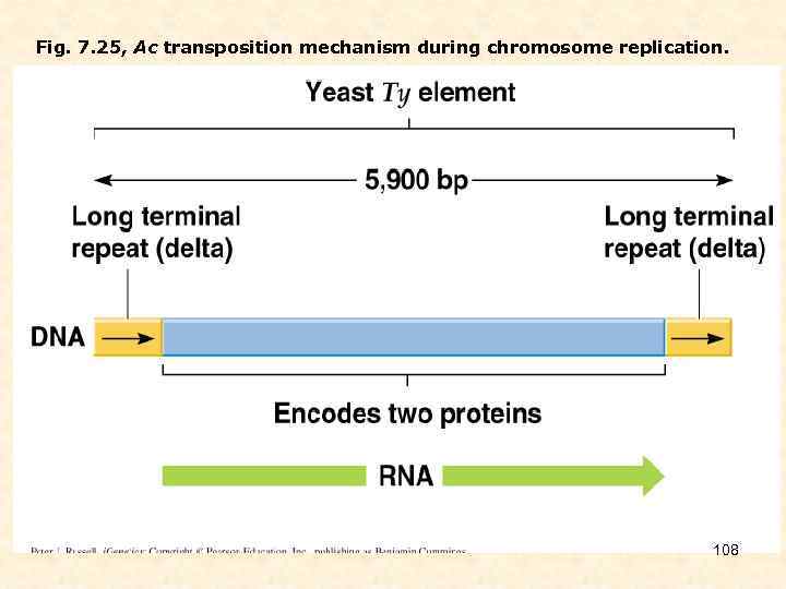 Fig. 7. 25, Ac transposition mechanism during chromosome replication. 108 
