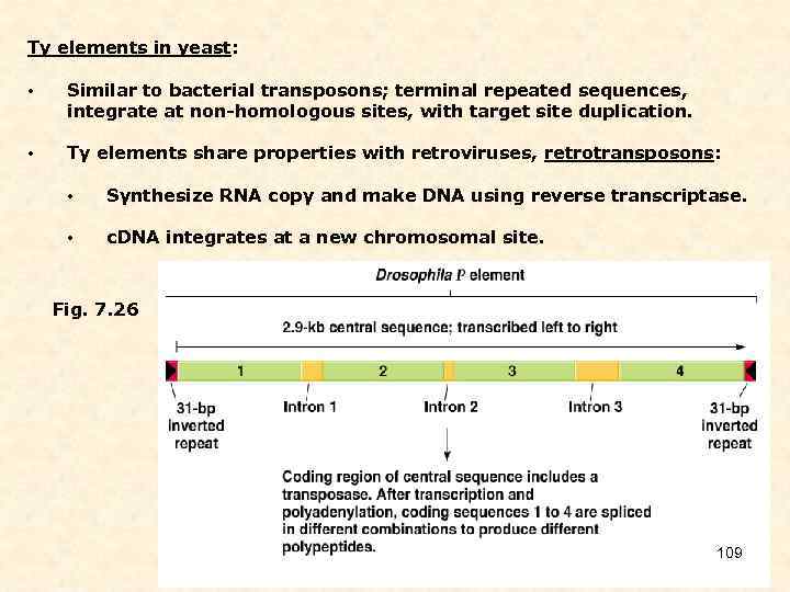 Ty elements in yeast: • Similar to bacterial transposons; terminal repeated sequences, integrate at