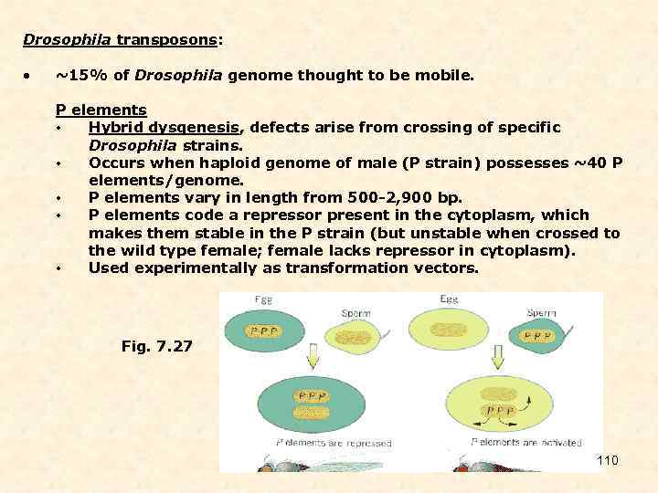 Drosophila transposons: • ~15% of Drosophila genome thought to be mobile. P elements •