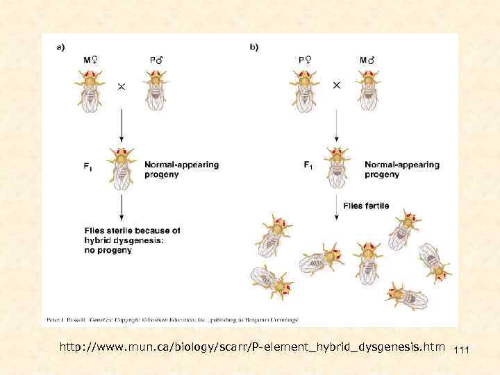http: //www. mun. ca/biology/scarr/P-element_hybrid_dysgenesis. htm 111 
