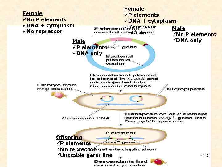 Female üNo P elements üDNA + cytoplasm üNo repressor Male üP elements üDNA only