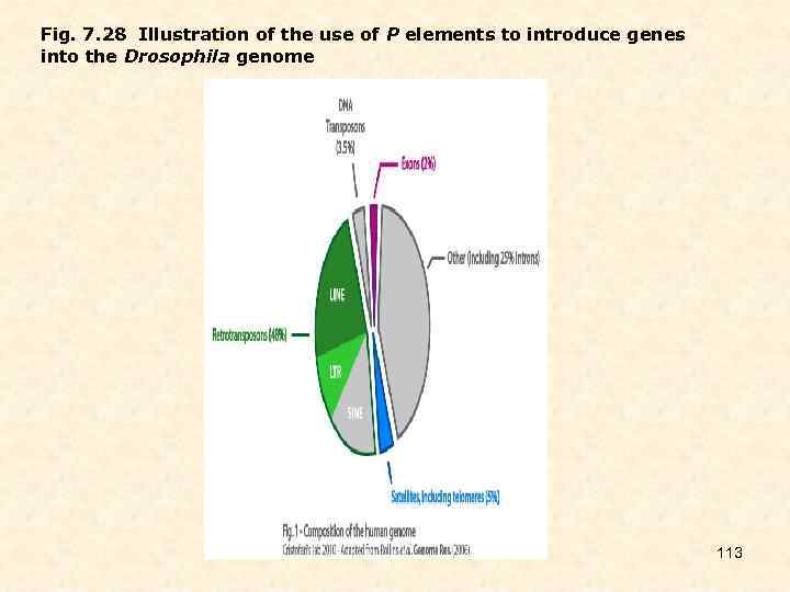 Fig. 7. 28 Illustration of the use of P elements to introduce genes into