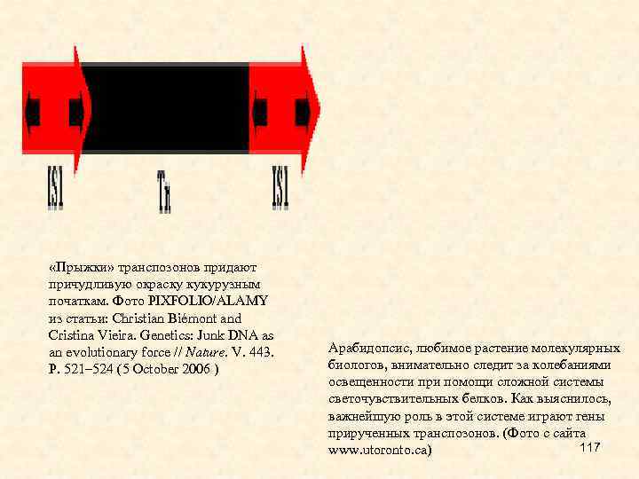  «Прыжки» транспозонов придают причудливую окраску кукурузным початкам. Фото PIXFOLIO/ALAMY из статьи: Christian Biémont