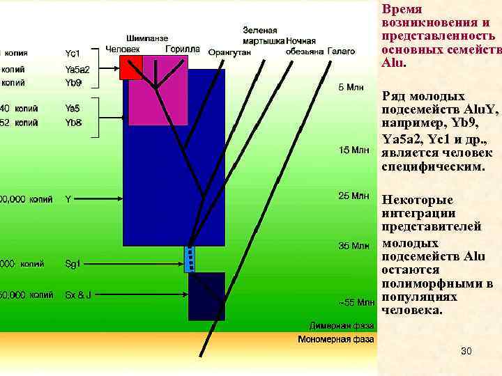 Время возникновения и представленность основных семейств Alu. Ряд молодых подсемейств Alu. Y, например, Yb