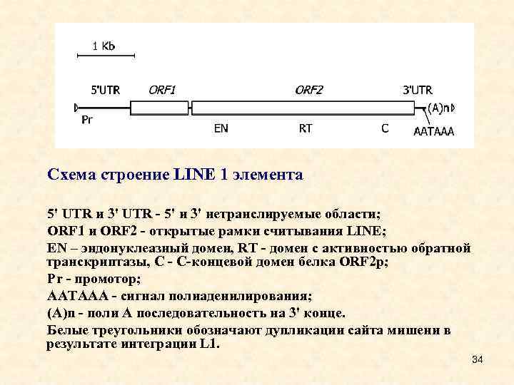 Схема строение LINE 1 элемента 5' UTR и 3' UTR - 5' и 3'