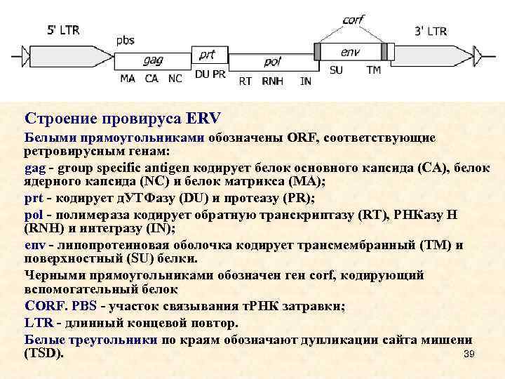 Строение провируса ERV Белыми прямоугольниками обозначены ORF, соответствующие ретровирусным генам: gag - group specific