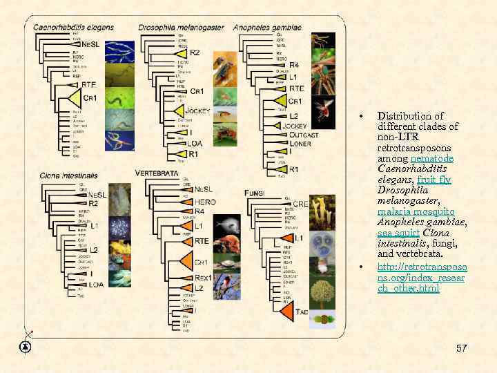  • • Distribution of different clades of non-LTR retrotransposons among nematode Caenorhabditis elegans,